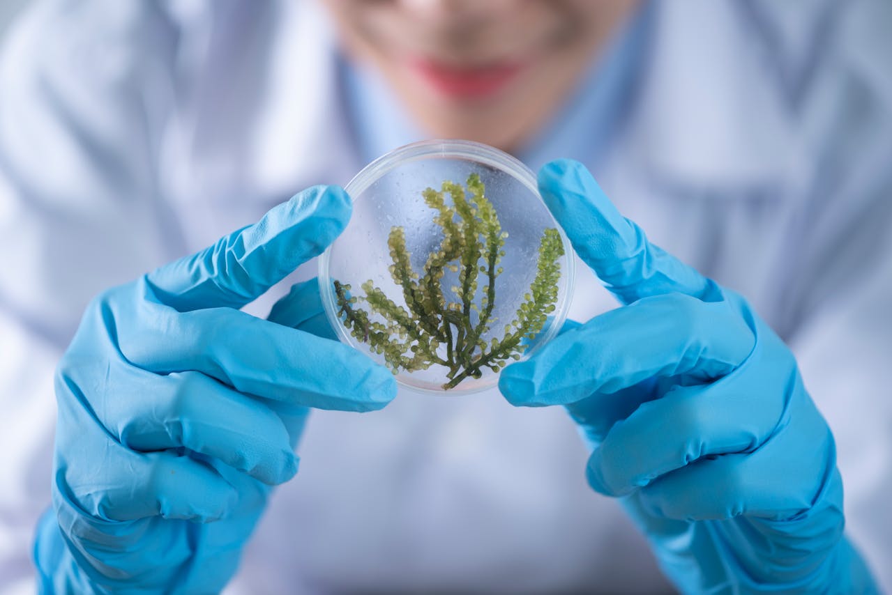 Biochemist examining a green algae sample in a petri dish inside a scientific laboratory.