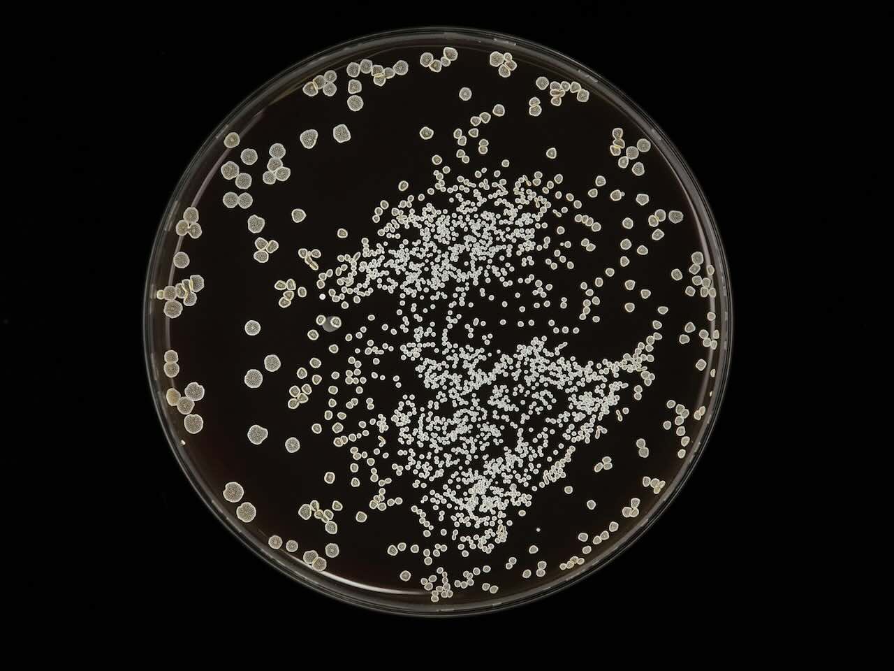 Bacterial colonies growing on a dark agar plate under controlled lab conditions in microbiology research.