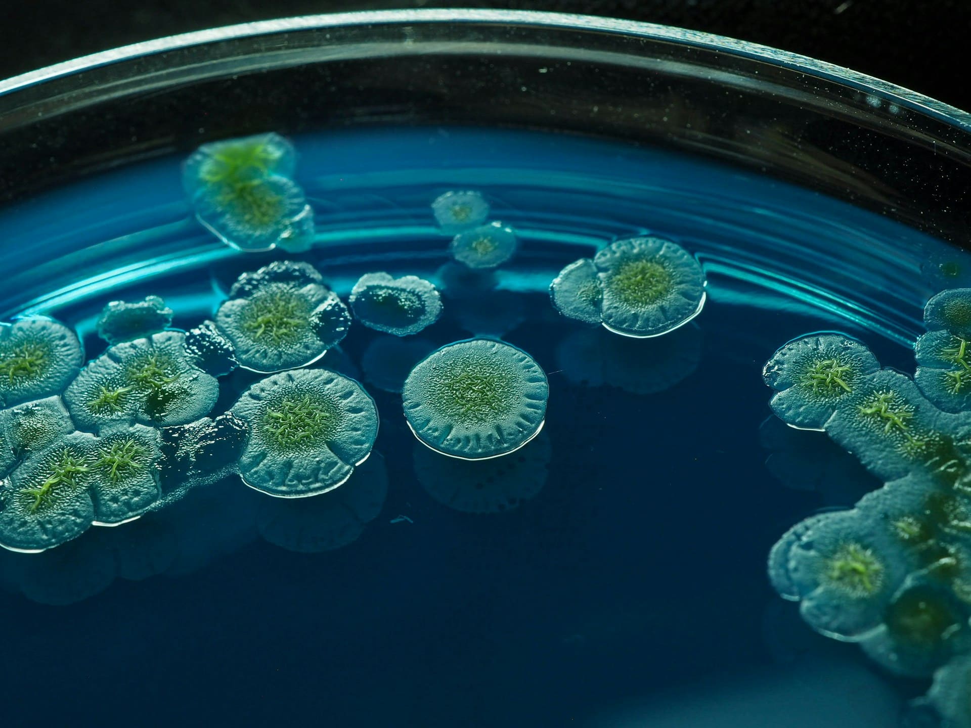 Colonies of green mould growing on blue agar in a petri dish, showing fungal cultures commonly studied in microbiology labs.